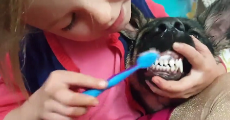 Big Sister Decides To Brush Her Pup's Teeth, And The Patience Is Undeniable!
