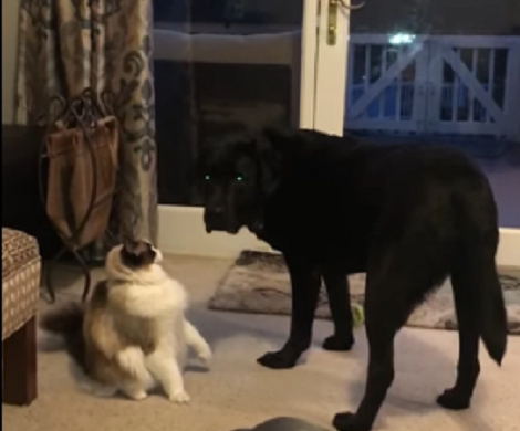 This Stand Off Between A Pup And His Cat Sibling Is Definitely Make You Smile!