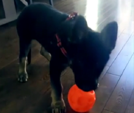 How This Adorable Pup Reacts To Her New Harness Will Leave You Smiling!