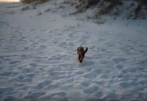 The Amount Of Fun This Pup Is Having At The Beach Is Overwhelmingly Awesome!