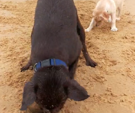 Adorable Pup Starts Digging Then Another One Starts Catching Sand!