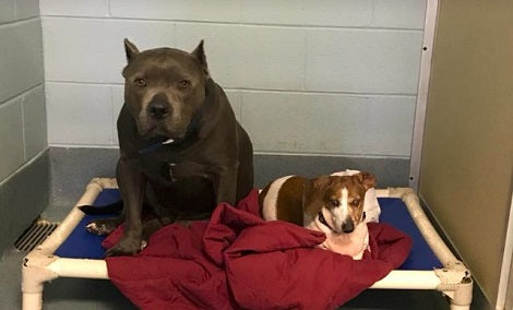 Loving Pup Refused To Leave His Tiny Blind Best Friend's Side... This Is Heartwarming!