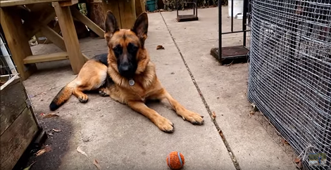 When You See This Pup's Best Friend, Your Jaw Will Hit The Floor!
