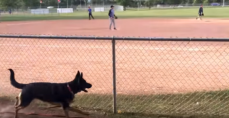 Pup Can't Contain Himself After Watching Baseball Players Playing With 'His' Ball!