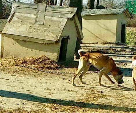 Poor Pup Who Spent Most Of His Life Chained Can't Believe He's Finally Found Love