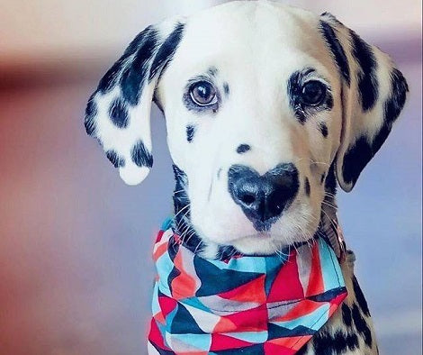 Meet An Adorable Pup Who Wears His Heart... On His Nose!
