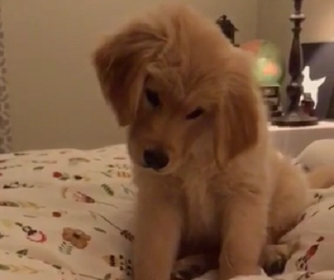 This Adorable Pup Has Noticed Something Under The Cover And Now She's Curious!