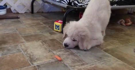 This Adorable Pup Is Completely Confused By A Baby Carrot! Aww!!