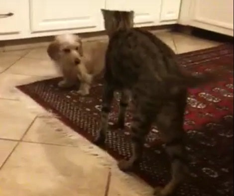 Adorable Pup Has The Time Of Her Life Playing With Her Cat Sibling!