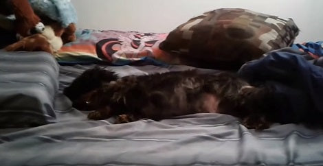 This Adorable Pup Just Can't Seem To Be Comfortable!