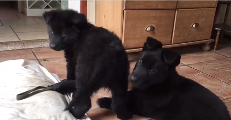 These Puppies Are Trying To Be Fierce, But End Up Looking Cute And Cuddly!