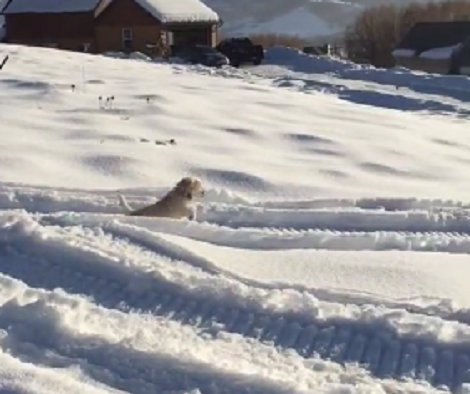 Pup Runs In The Snow For The First Time... And Clearly He's Not Used To It Just Yet!