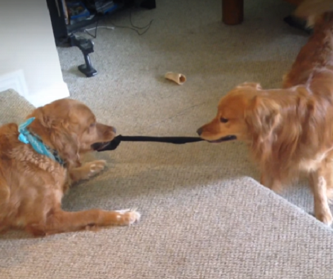 They Gave Their Golden Retriever Pups A Sock. What Happened Next? Hilarious!