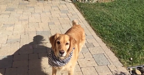 Watch How This Pup Continues To Learn How To Catch Various Items!