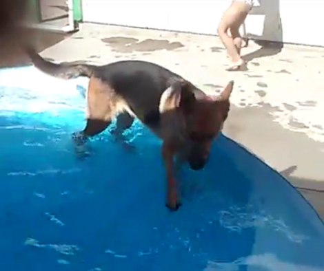 They Couldn't Find Their German Shepherd Inside. What They Saw Him Doing Outside? Aww!