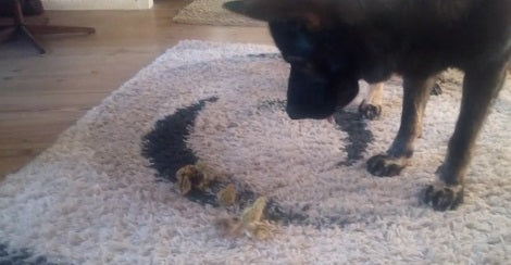 This Adorable Pup Is Completely Mesmerized By Baby Quails! Aww!