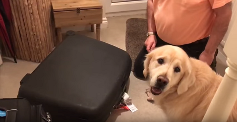 This Adorable Pup Knows His Daddy Brought Him A Present! Look At His Excitement!