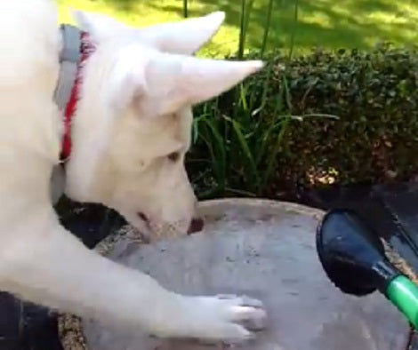Adorable Pup Trying To 'Catch' Water Is The Best Thing You'll See Today!
