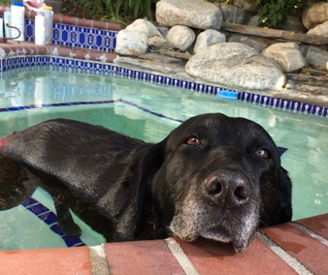 Adorable Pup Gets Her Very Own Video Dedicated To Her Very Own Best Adventures!