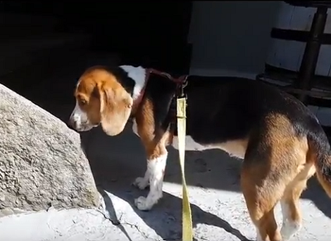 Wait Till You See Where This Adorable Pup Is Heading To!