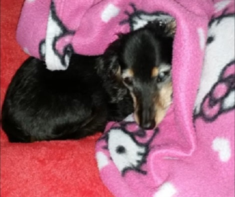 What Does A 19 Year Old Dachshund Pup Look Like? Cute And Adorable!