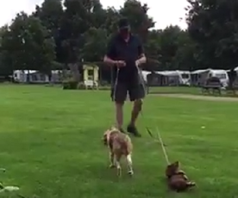 Watch How This Pup Reacts When It's Time To Take A Walk With His Sibling!