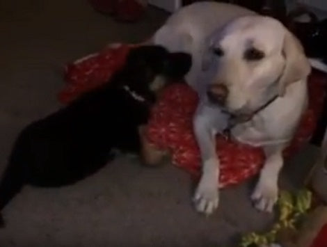 Watch How These Two Adorable Pups Play With Each Other At Home!