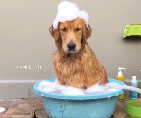 Adorable Pouting Pup Is Completely Unimpressed With Her Bubble Bath!