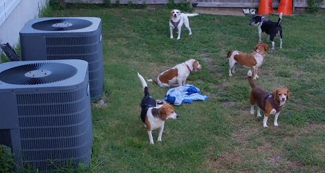 These Adorable Pups Are Having A Get Together Party And I'm So Jealous!
