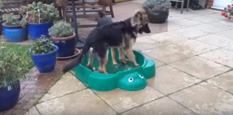 They Peeped Out To See Their German Shepherd Pups. What They Were Doing? OMG!