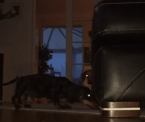 When These Pups Think No One's Watching, They Have The Time Of Their Lives Together!