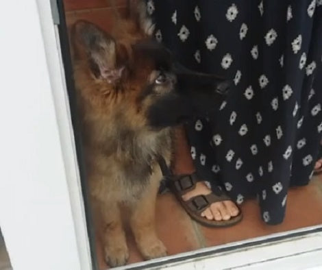 This Adorable Pup Is Completely Confused By The Howling Noises Outside His Home!