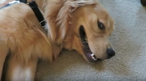 After A Week, This Family Says Goodbye To Their Adorable Guest... Aww!