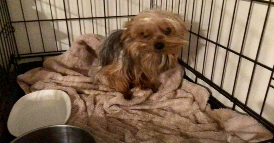 Yorkie Paralyzed At A Puppy Mill Learns To Walk Again