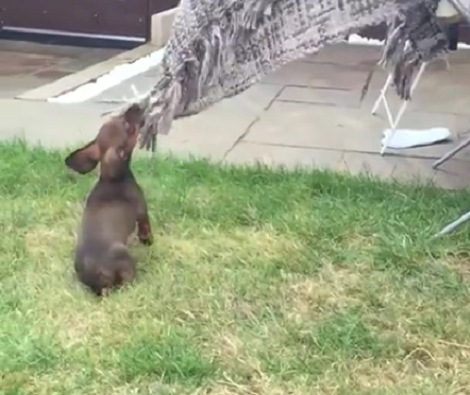 This Adorable Pup Doesn't Recognize The Blanket So He's Making It Clear!