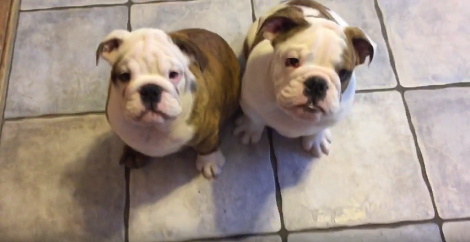 Even When These Pups Are Hungry They Will Melt Your Heart With Their Cuteness!