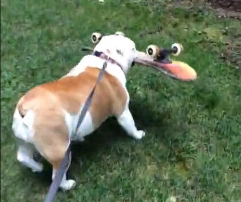 Adorable Pup Doesn't Just Ride Skateboards... She Likes To Chew Them Too!