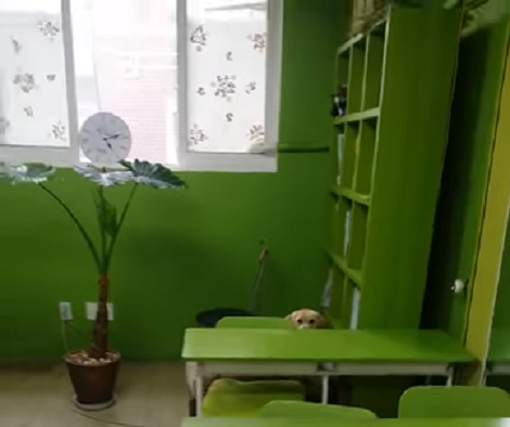 Can You Spot An Adorable Pup Hiding From The Camera Here?