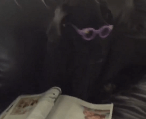 Fashionista Pup Wears Glasses Then Sits On A Couch With A Magazine!