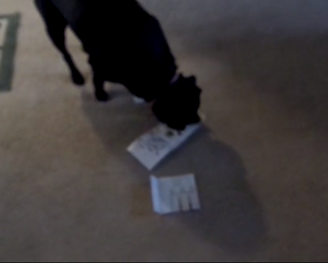 This Adorable Pup Absolutely Loves Free Perfume Samples!