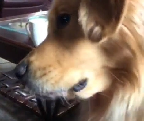 Watch How This Adorable Pup Sings Along To His Favorite TV Commercial!