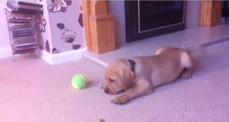 This Pup's First Day At Home Is Filled With Love... And A Tennis Ball!