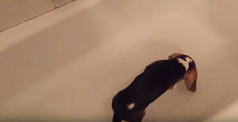 Adorable Pup Takes His First Bath, And He Is Super Confused! Awww!