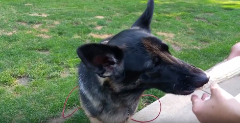 This Adorable Pup Is Learning To Eat Corn And It's Too Cute To Miss!