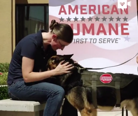Retired Military K9 Reunites With Handler... It's Just Heartwarming!
