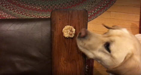 This Pup Will Stop At Nothing To Get His Precious Cookie!!