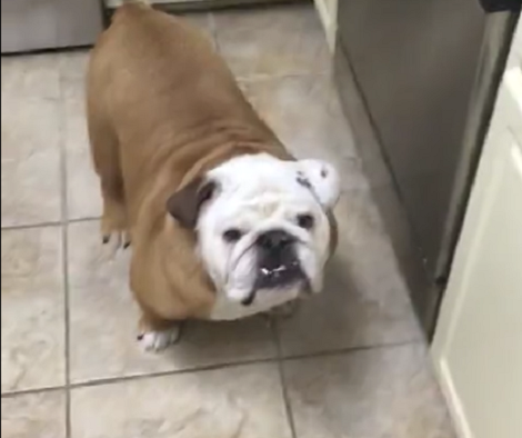 This Adorable Pup Spotted Something On The Kitchen Counter And He Wants It!