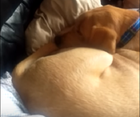 This Adorable Pup Is Fast Asleep But The Sounds He Makes Is Unbelievable!