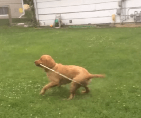 We've Seen Kids Playing With Hoops, But Have You Ever Seen A Pup Try It? Incredible!