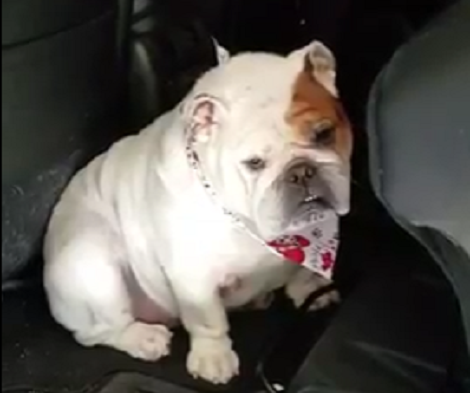 Aww!! Looks Like This Pup Didn't Like Going To The Groomer!